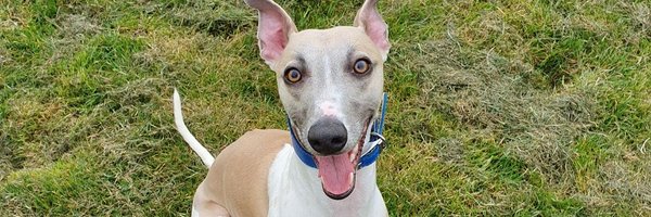 ReeceFlem8 Profile Banner