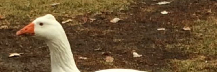 carterbenson32's profile banner image