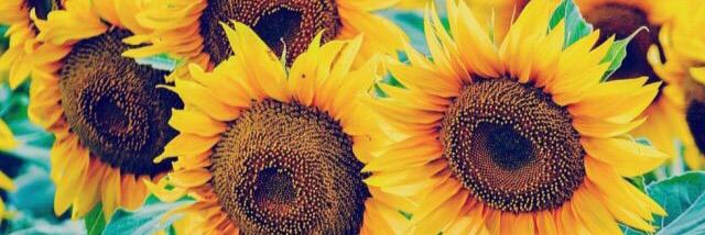 steph_morgann's profile banner image