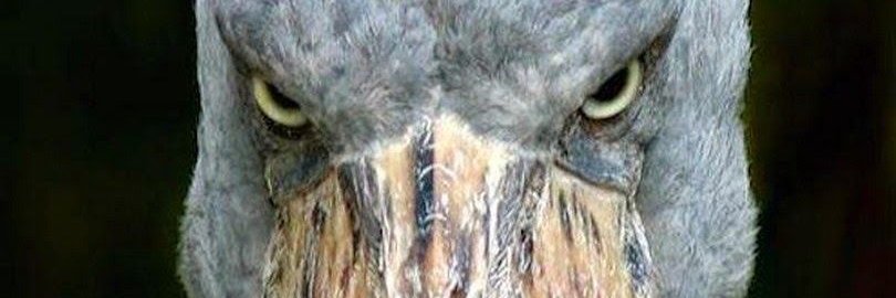 Twitt-er is now Elon Musk Dickrider central. banner