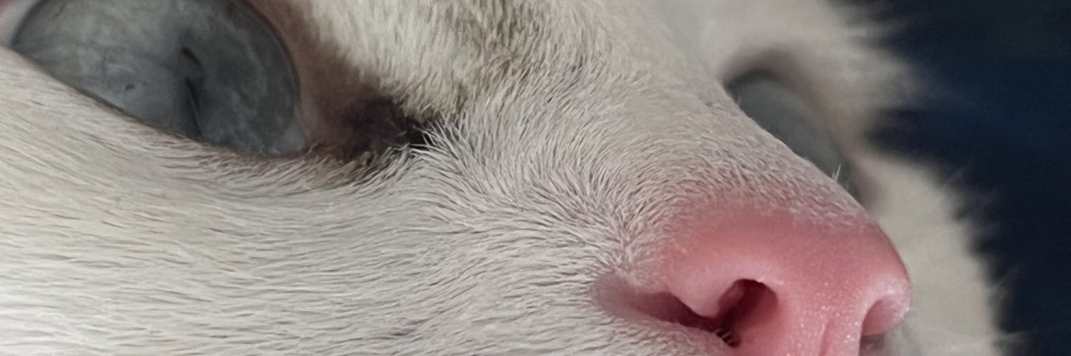 BernardiCS's profile banner image
