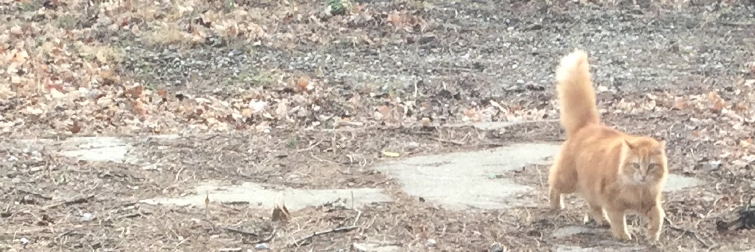 RoddDogg's profile banner image