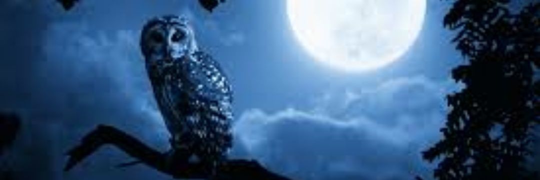 _FuriaLuminosa's profile banner image