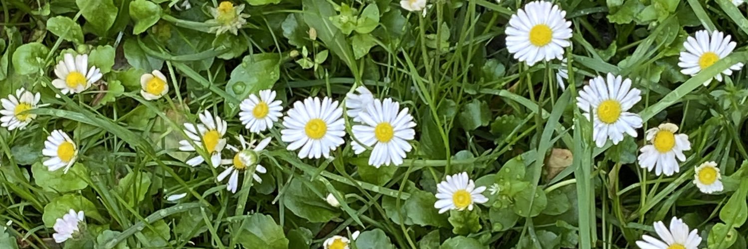 MariceSlavkovic's profile banner image