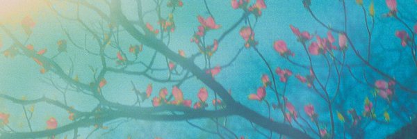 TracyColletto Profile Banner