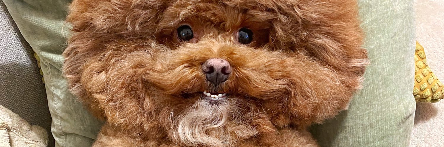 The Bob Ross of Dogs banner