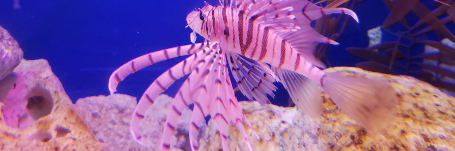 beltha_vi's profile banner image