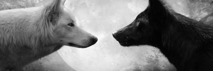 wolffff696969's profile banner image
