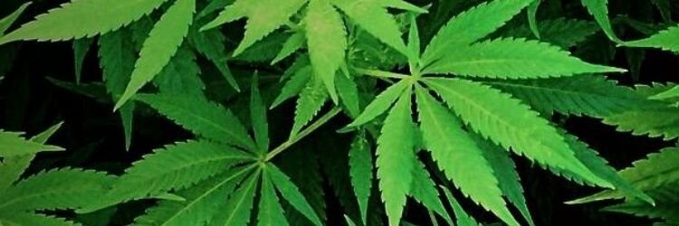 big big🔞🇷🇪 banner