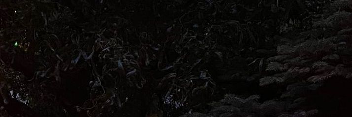 aniadidit's profile banner image