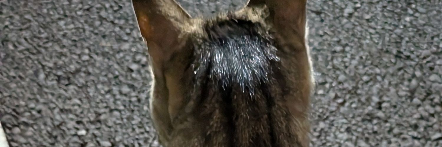 PRiMENON's profile banner image