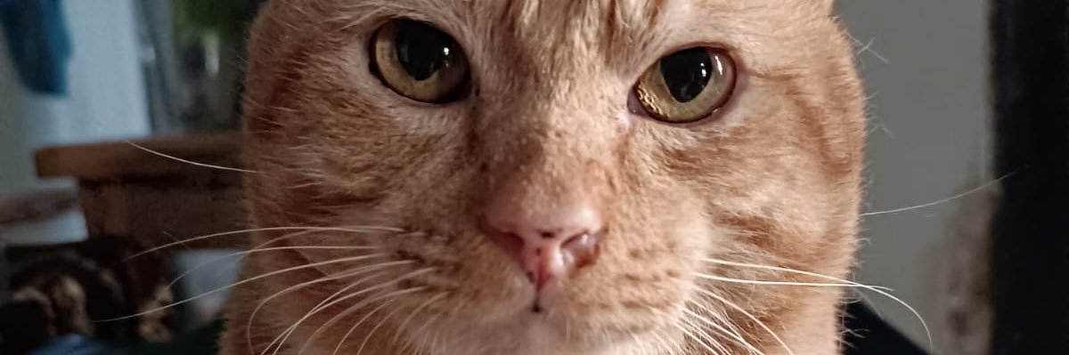 Furiosawoo's profile banner image