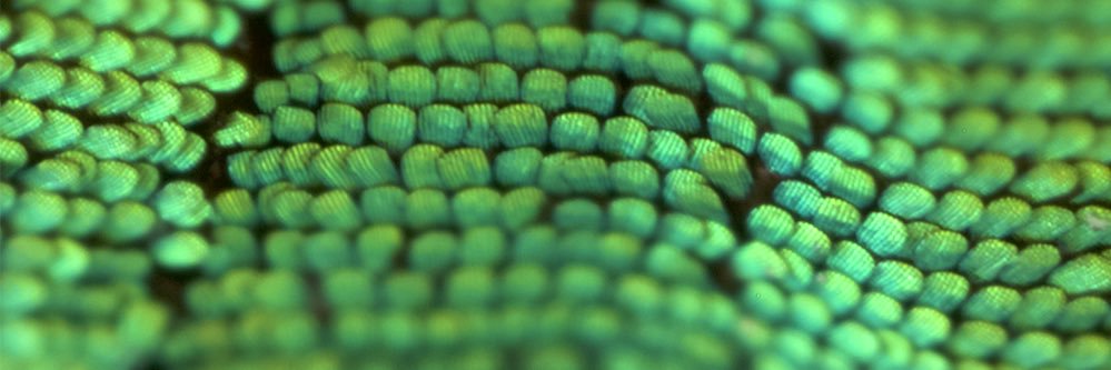 VT Insect Collection banner