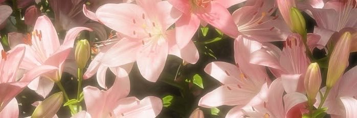 niainstyle's profile banner image