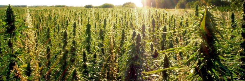 Weed Polls™ banner