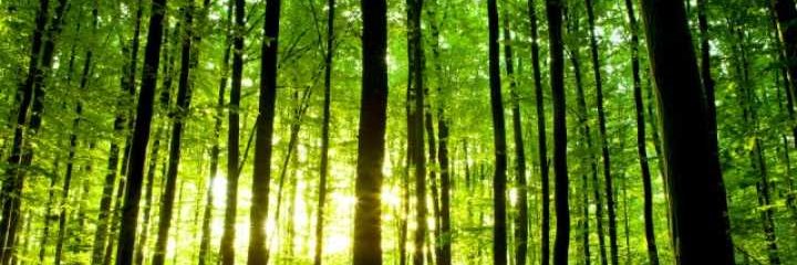 nicolepette's profile banner image