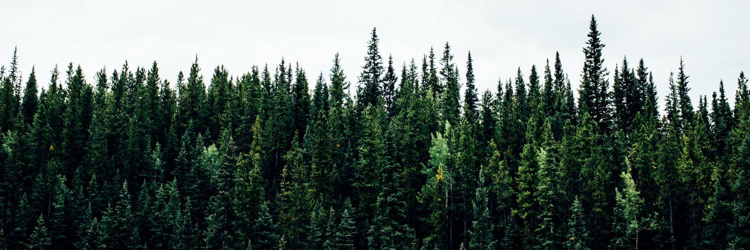 samuelDmarques's profile banner image