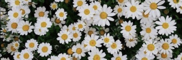 JeniMoreno1's profile banner image