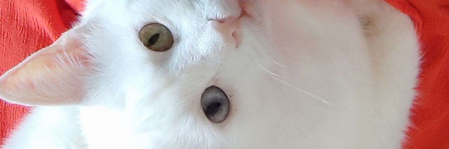 mezzokate's profile banner image