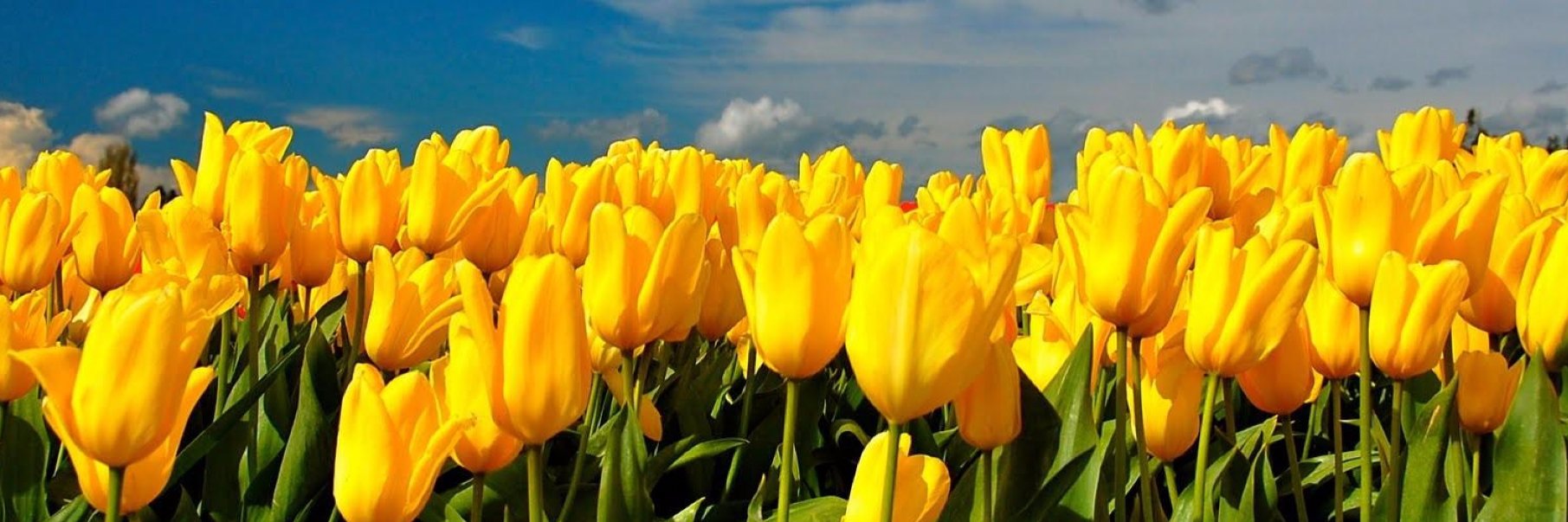 Flower Lover banner
