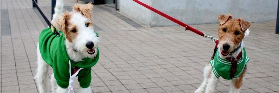 MarcinFafara's profile banner image