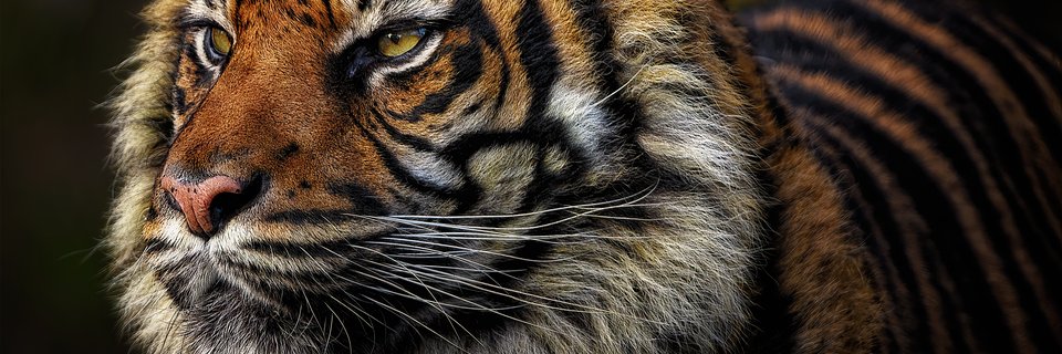 MUSCLESFOZ's profile banner image
