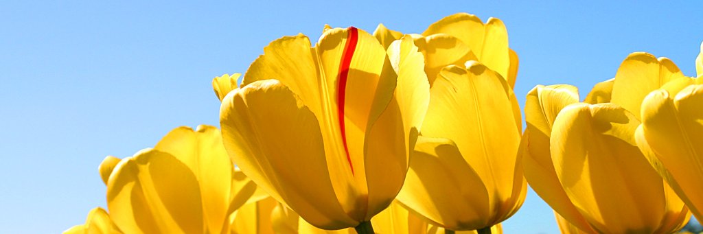 EricRSavon's profile banner image