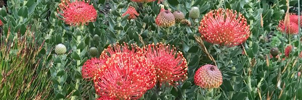 Tarambarton Profile Banner