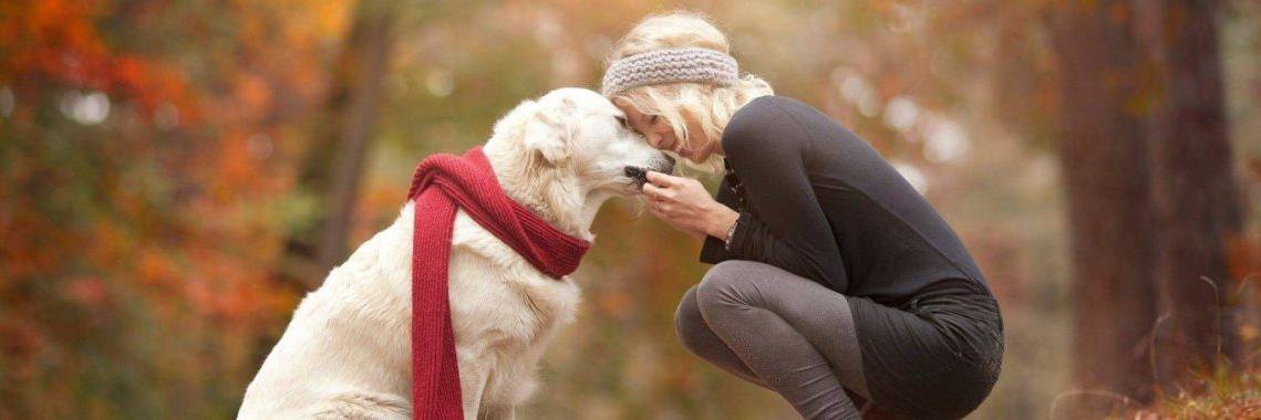 Pawfect_Friend's profile banner image