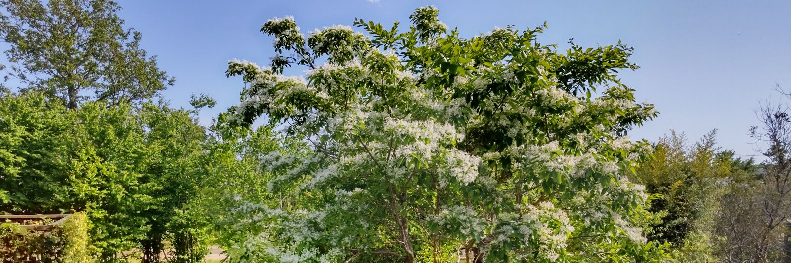 原純子　【日本共産党前都議会議員・江戸川区選出】 banner