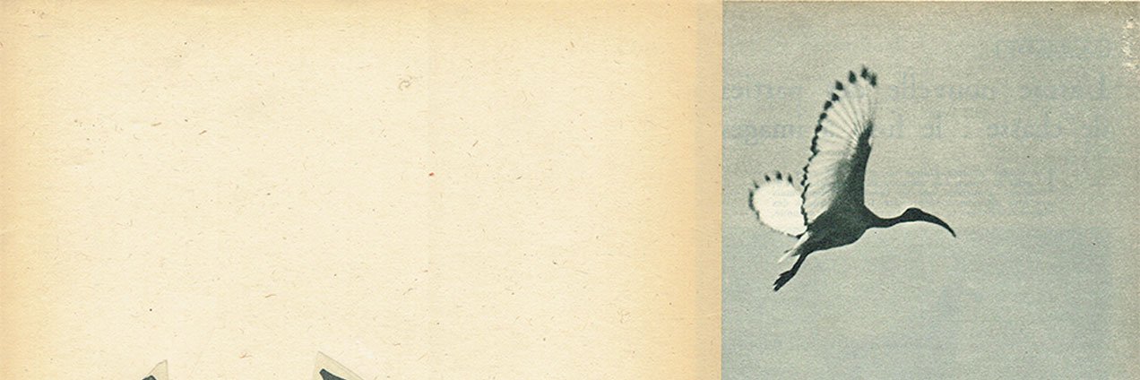 StephenBrandes's profile banner image