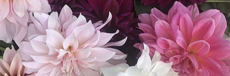 Laura Hooper banner