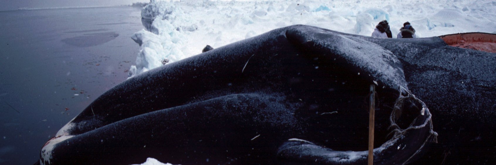 nunavuti's profile banner image
