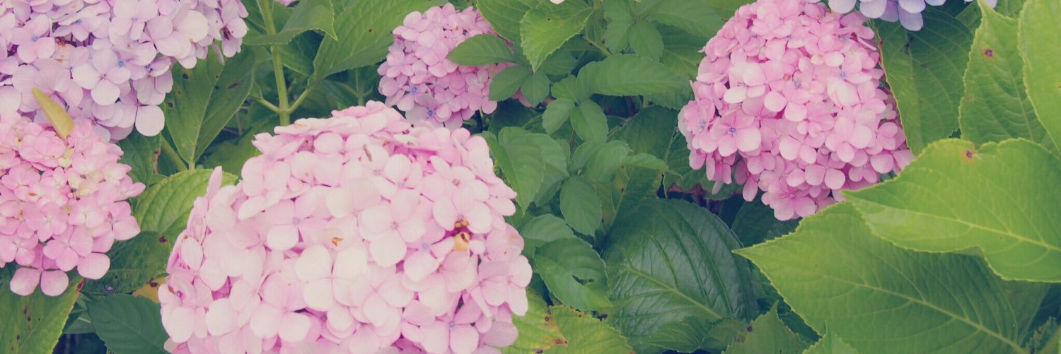 japonitike's profile banner image