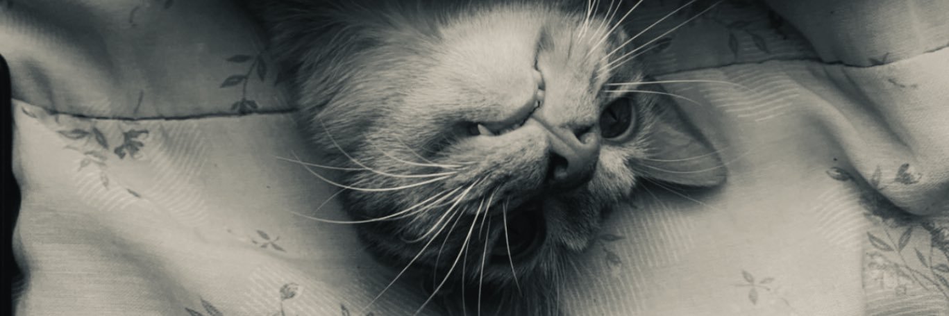 guzmanobich's profile banner image