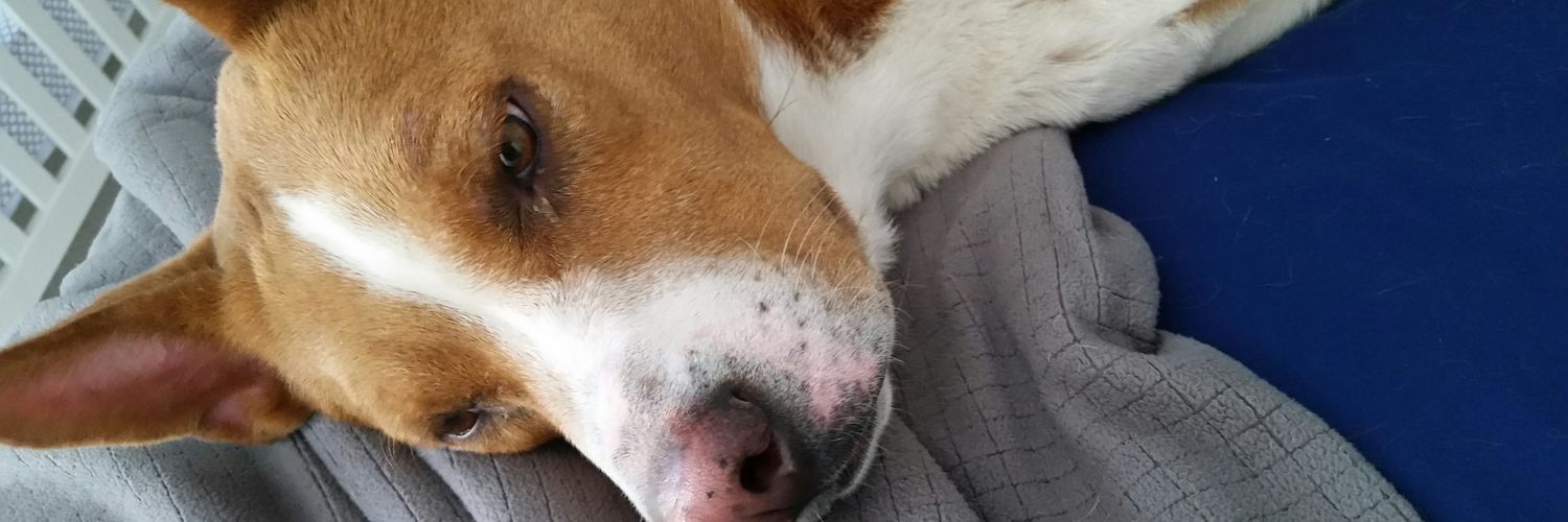BigshowFOX2's profile banner image