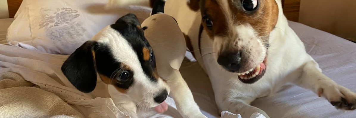 pamutf's profile banner image