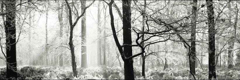 destielpolls's profile banner image