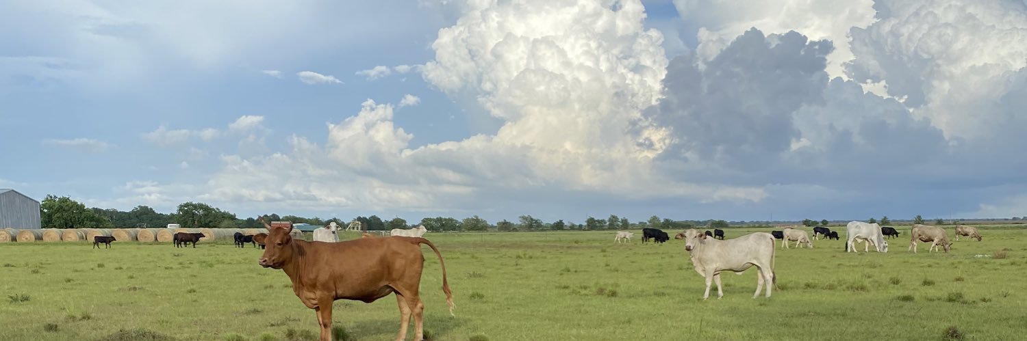 LetMeDriveTheCar banner