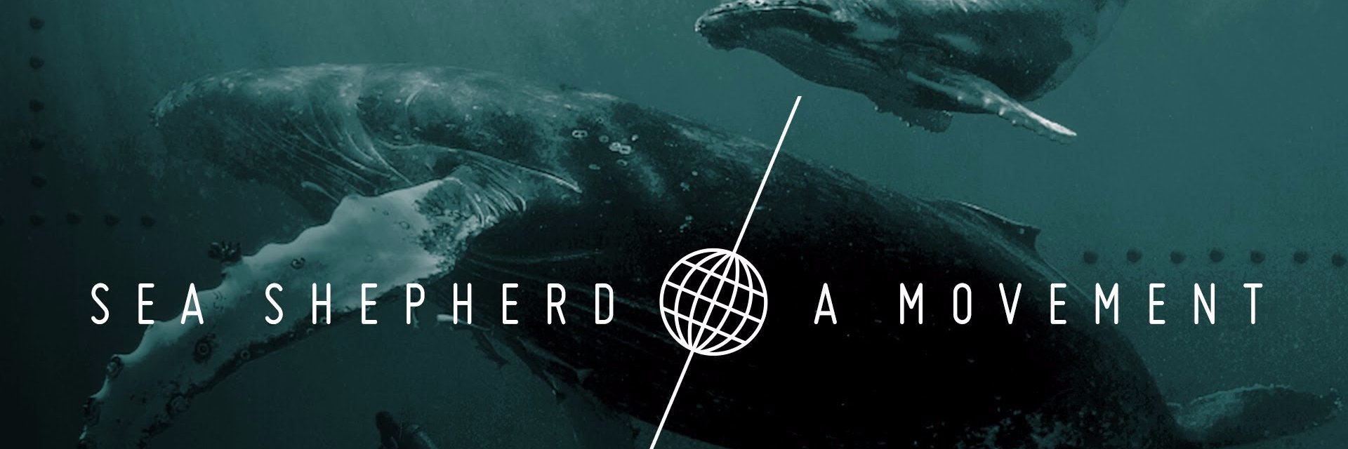 SeaShepherdTO's profile banner image