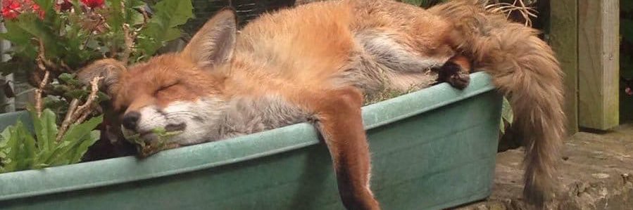 Vary_K9's profile banner image