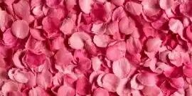 PinkPetalsOfficial banner