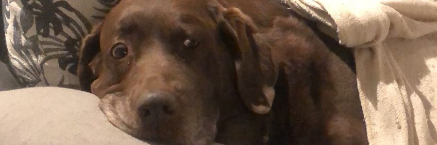 gringacqua's profile banner image