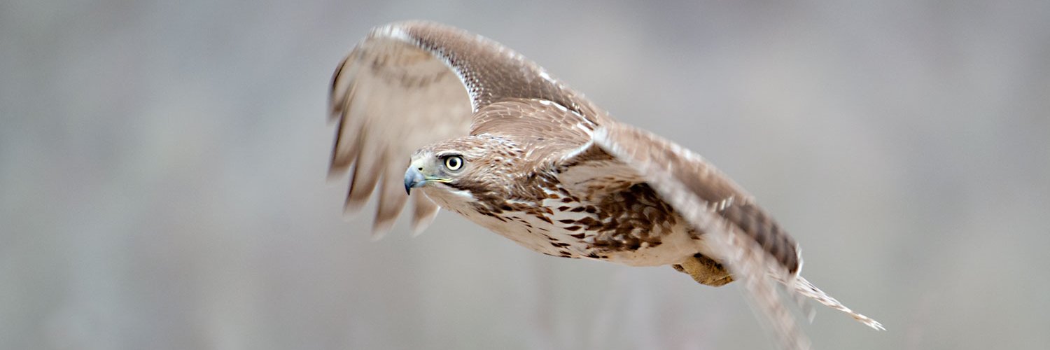 Ilija Dukovski banner