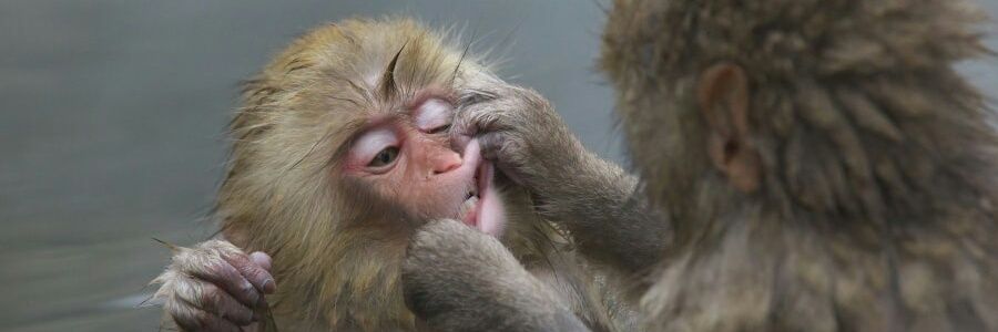 Sayeh سایه banner