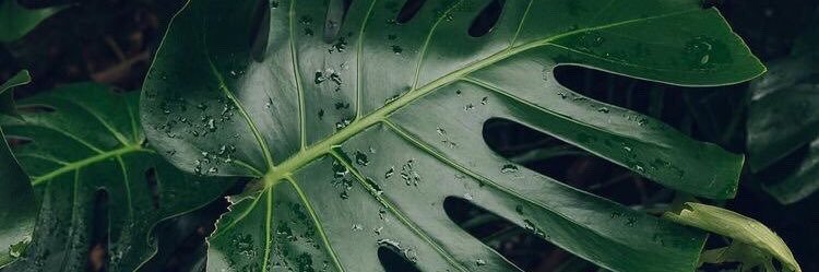 Hneenu's profile banner image