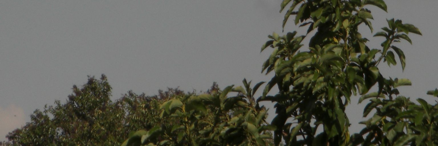 reaper_sower's profile banner image