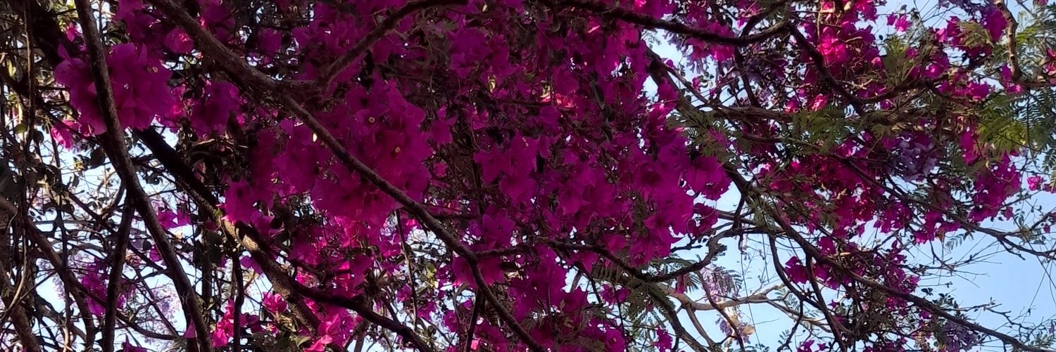 mari_belari's profile banner image