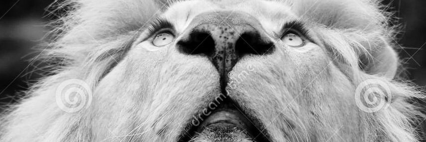 MindOfElvis's profile banner image