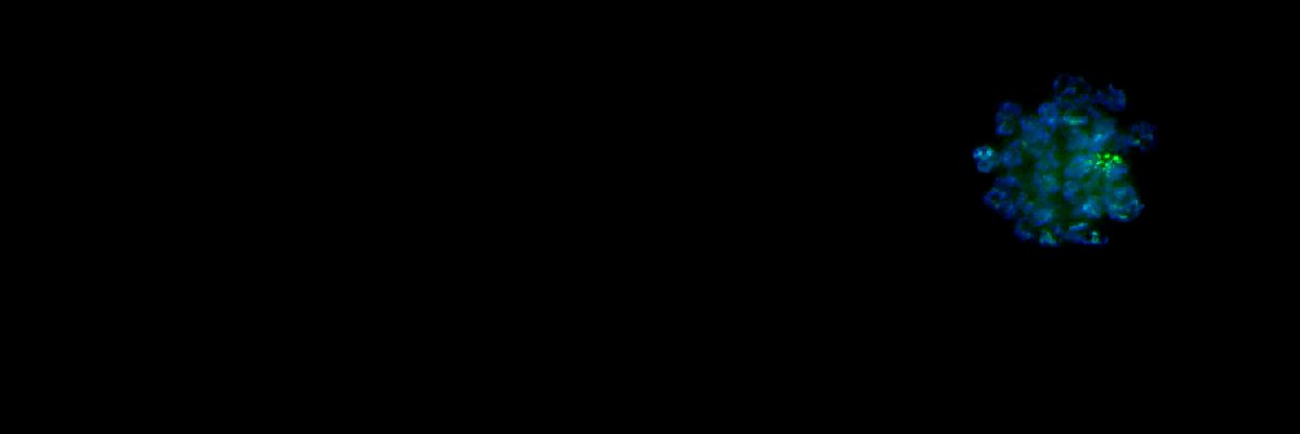 Eleftheria (Ria) Kodosaki 👩🏻‍🔬🔬🧠 banner